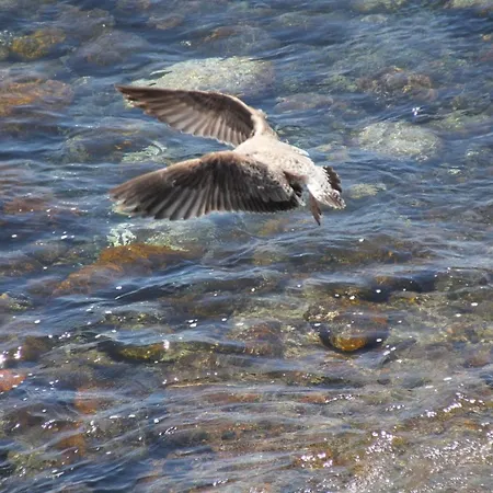 Pozo Gaviota فندق مبيت وإفطار *